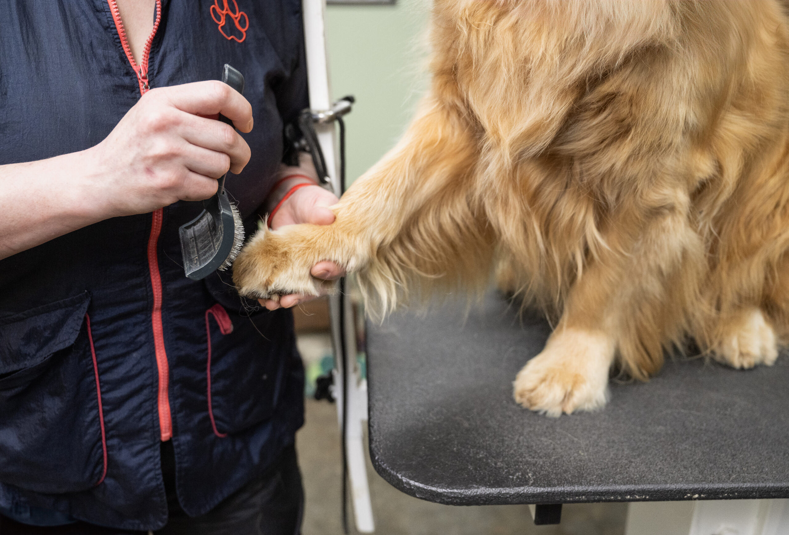 dog grooming mill hall pa