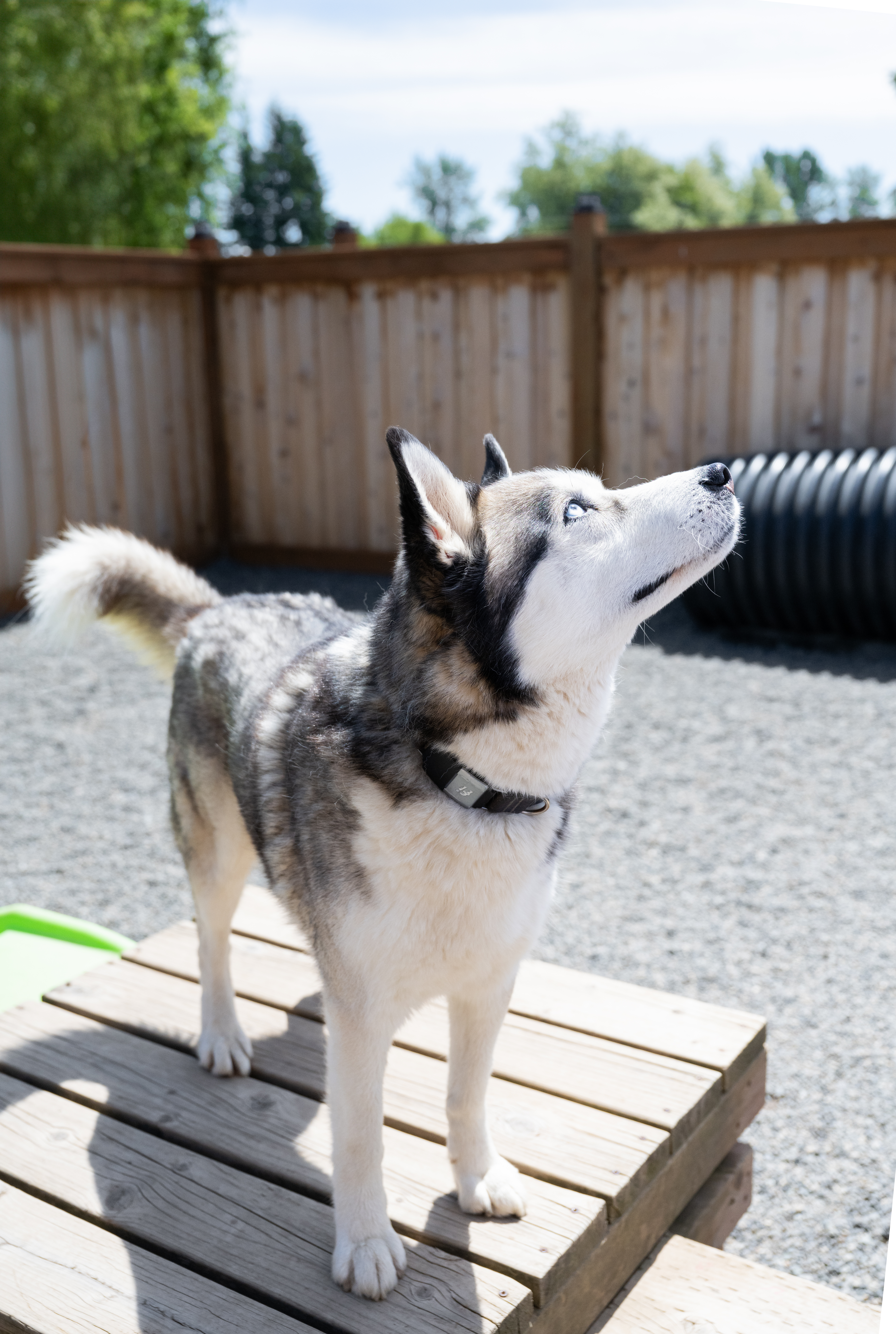 dog grooming mill hall pa