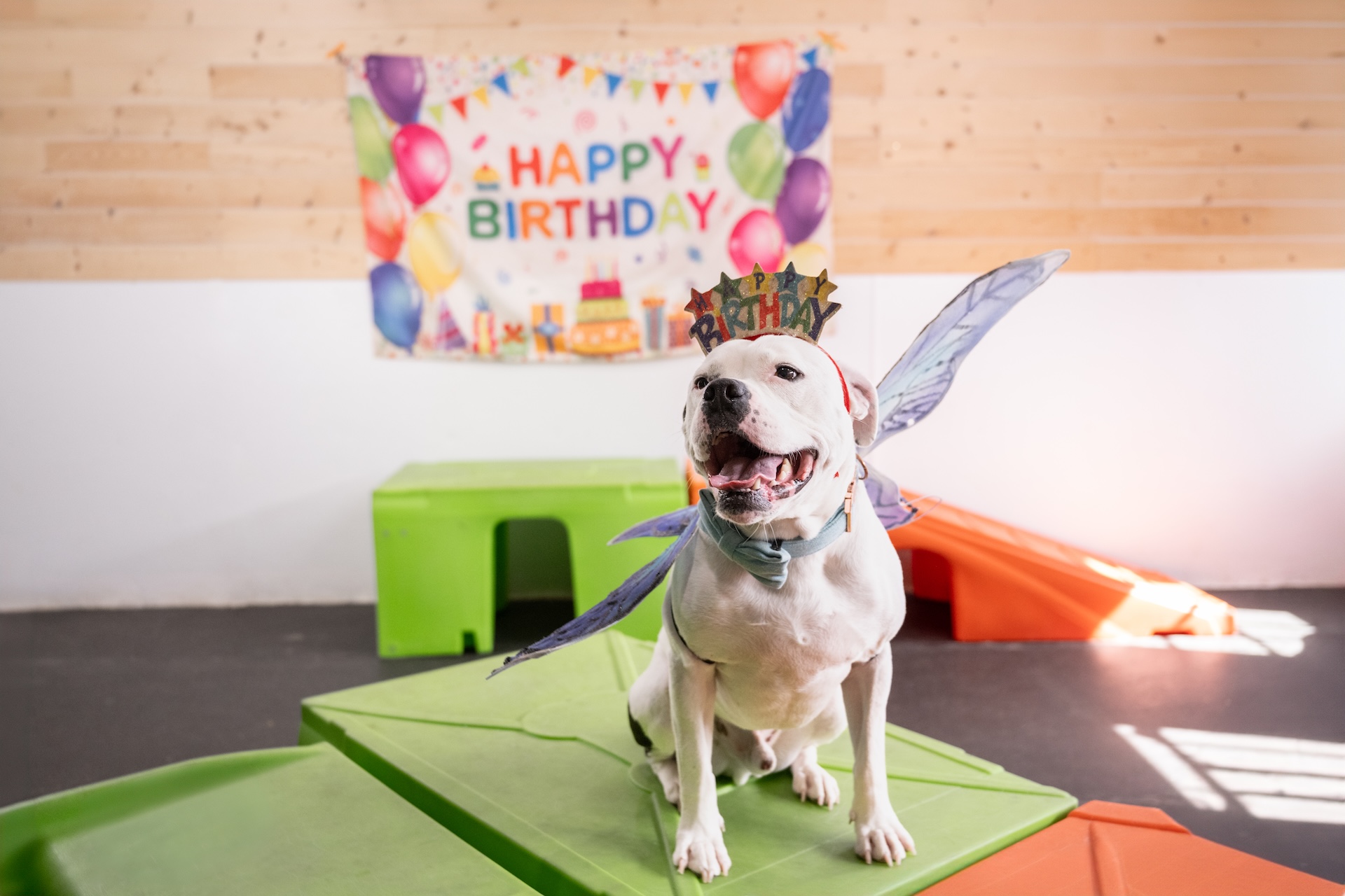 Dog wearing birthday crown and accessories at Hyline Hotel for Dogs near Ferndale, WA
