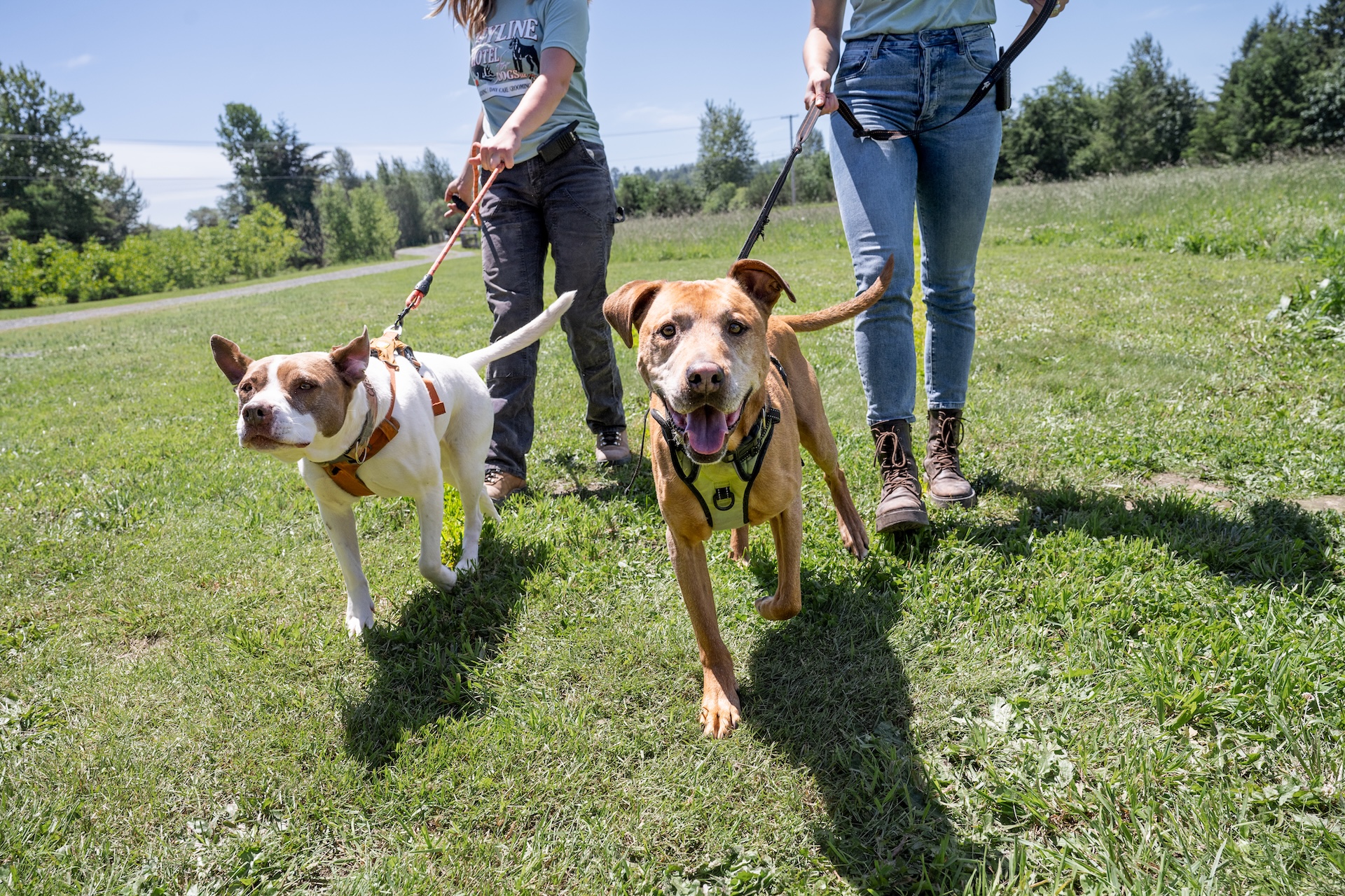 Two dogs walking on leashes at Hyline Hotel for Dogs near Ferndale, WA