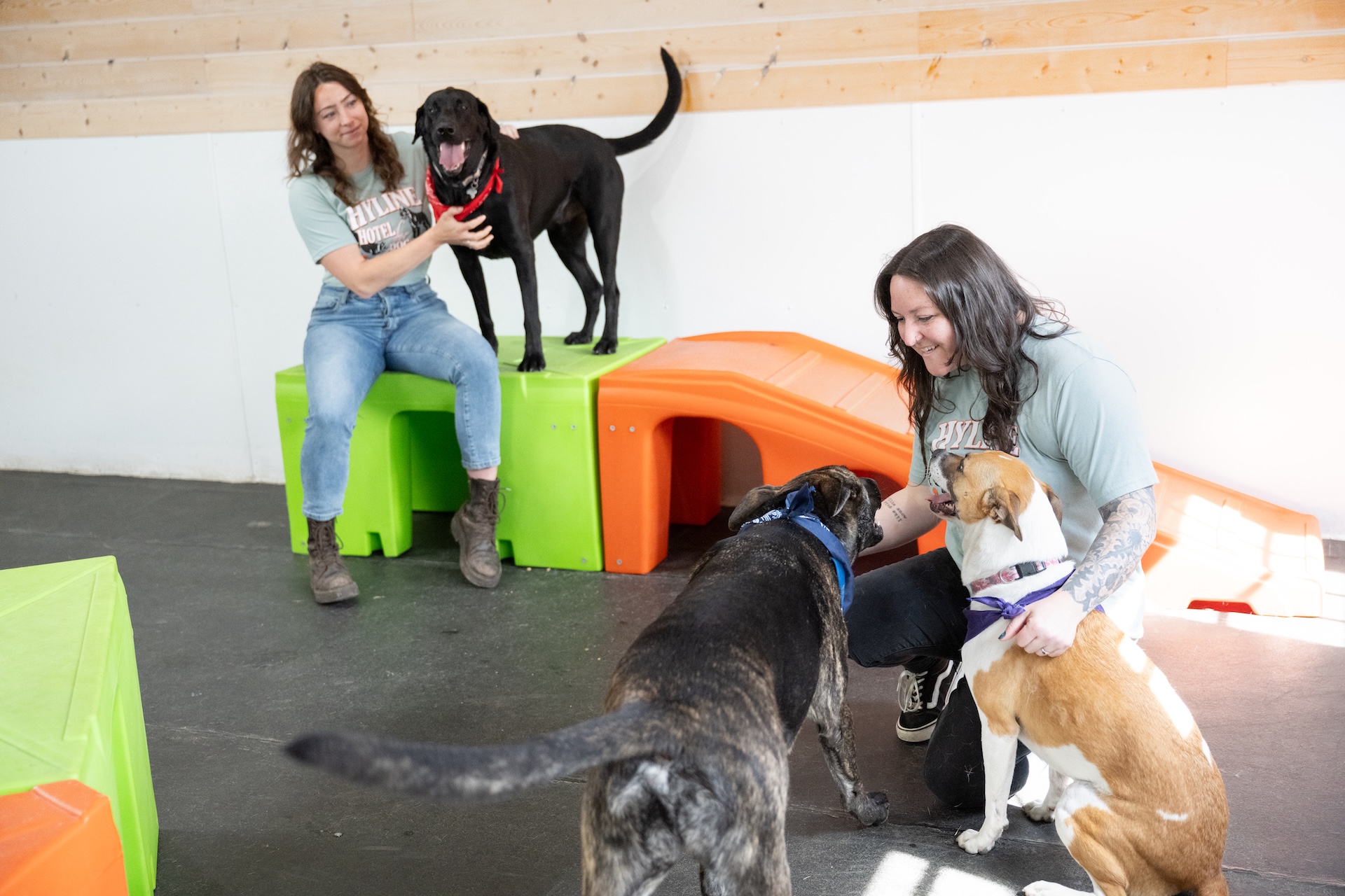 Staff members playing with dogs on play equipment at Hyline Hotel for Dogs near Ferndale, WA