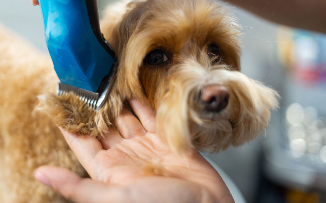 How Grooming Keeps Dogs Comfortable as Whatcom County Shifts into Fall
