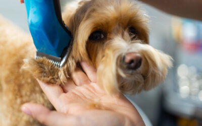 How Grooming Keeps Dogs Comfortable as Whatcom County Shifts into Fall