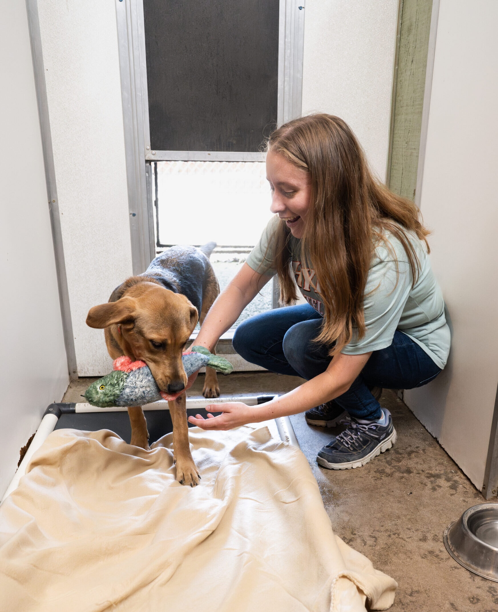Staff member playing with dog in dog suite at Hyline Hotel for Dog Boarding near Blaine, WA