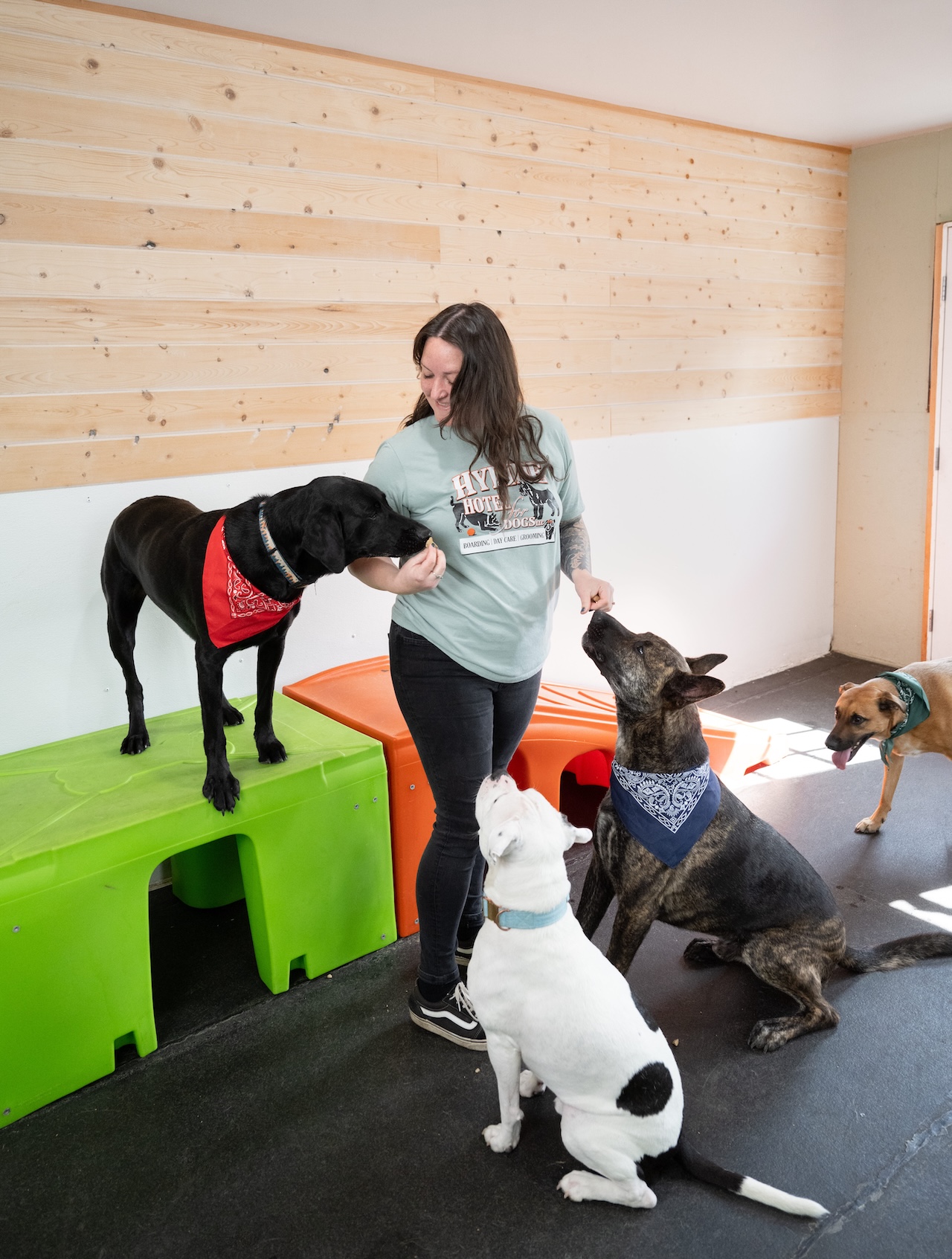 Staff member playing with group of dogs at Hyline Hotel for Dog Boarding near Blaine, WA